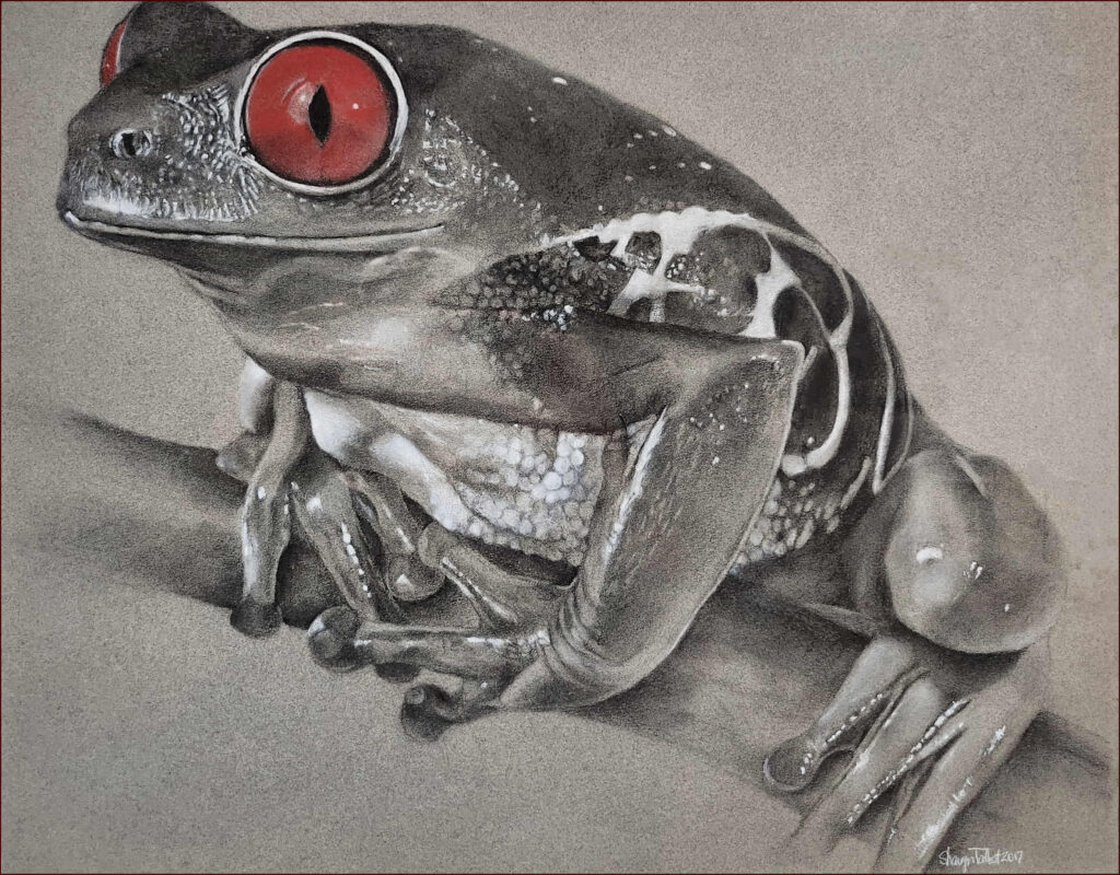08 'Red Eyed Frog' by Sharyn Talbot, Charcoal, 54x46cm Framed, $575 - Holiday Art Exhibition - Redland Yurara Art Society