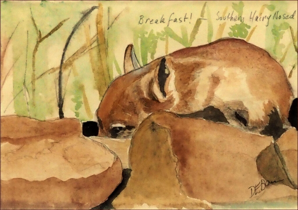 02 'Breakfast for Wombat' by Danielle Bain, Watercolour, 20x12cm, Framed, $50