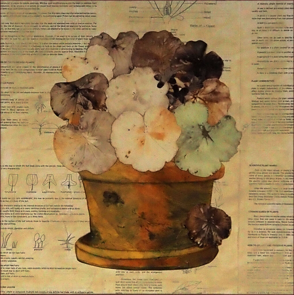 34 'Potted Geranium' by Noreen Eyears, Ecoprint & Mixed Media, 450x450cm, Not Framed, $200