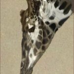 22 'Just a Lick' - Sharyn Talbot, Charcoal, 35x45cm, Framed, $325