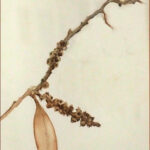 11 'Gumnuts' - Jan Laing, Watercolour, 21x30cm, Framed, $45