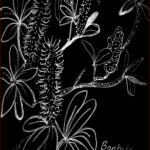 19 'Banksia Beauty' - Kathryn Ryan, White Ink, 20x25cm, Framed, $90